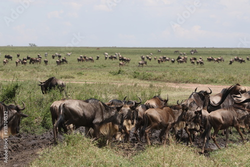 Great Migration Serengeti, Wildebeest and Zebras © Kirsten Dohmeier
