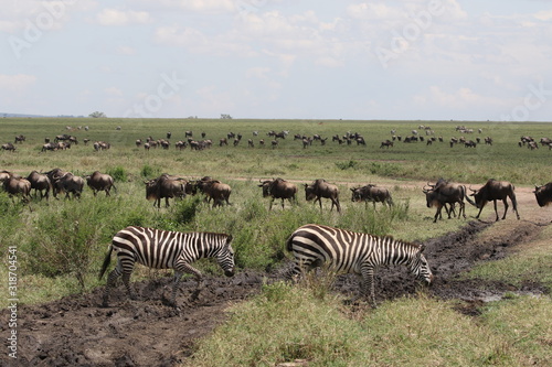 Great Migration Serengeti  Wildebeest and Zebras
