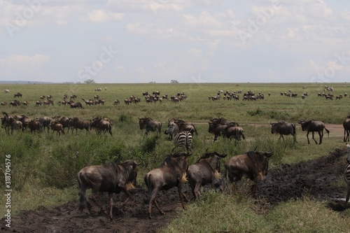 Great Migration Serengeti, Wildebeest and Zebras © Kirsten Dohmeier