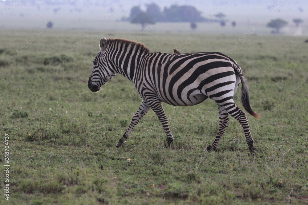 Zebra with Oxpecker Bird on the back Zebra with Oxpecker Bird on the back