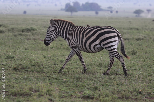 Zebra with Oxpecker Bird on the back