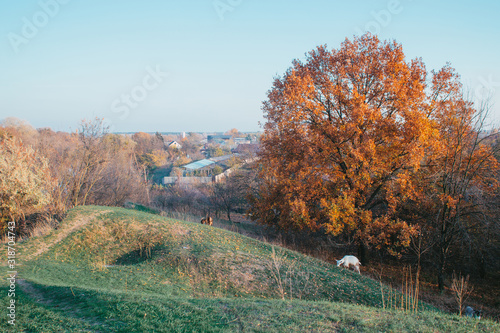 Goats are on the hill near Donetske Horodyshche photo