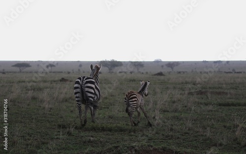 Zebra in the Rain. Serengeti  Tanzania