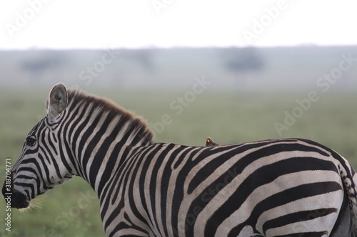 Zebra with Oxpecker Bird on the back