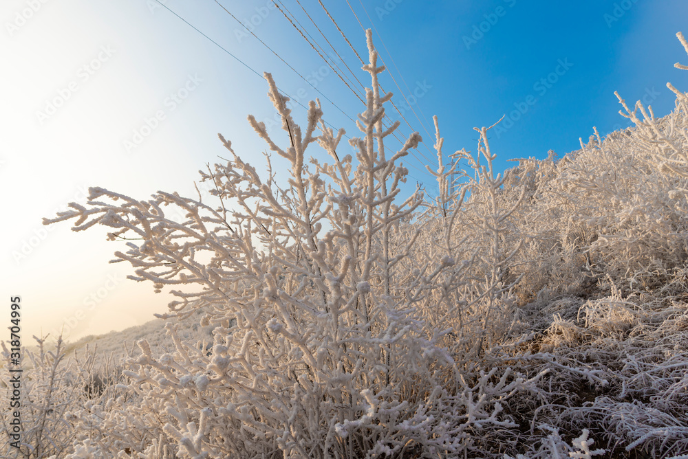 Winter landscape with rime on the tree Winter landscape with rime on the tree