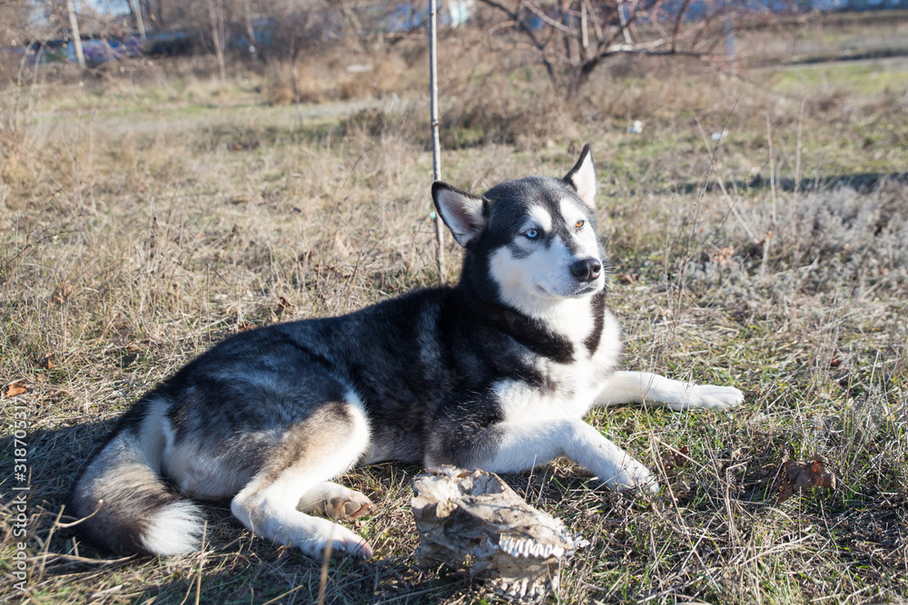 Husky dog in black and white, with different eye colors, lies on the street Husky dog in black and white, with different eye colors, lies on the street