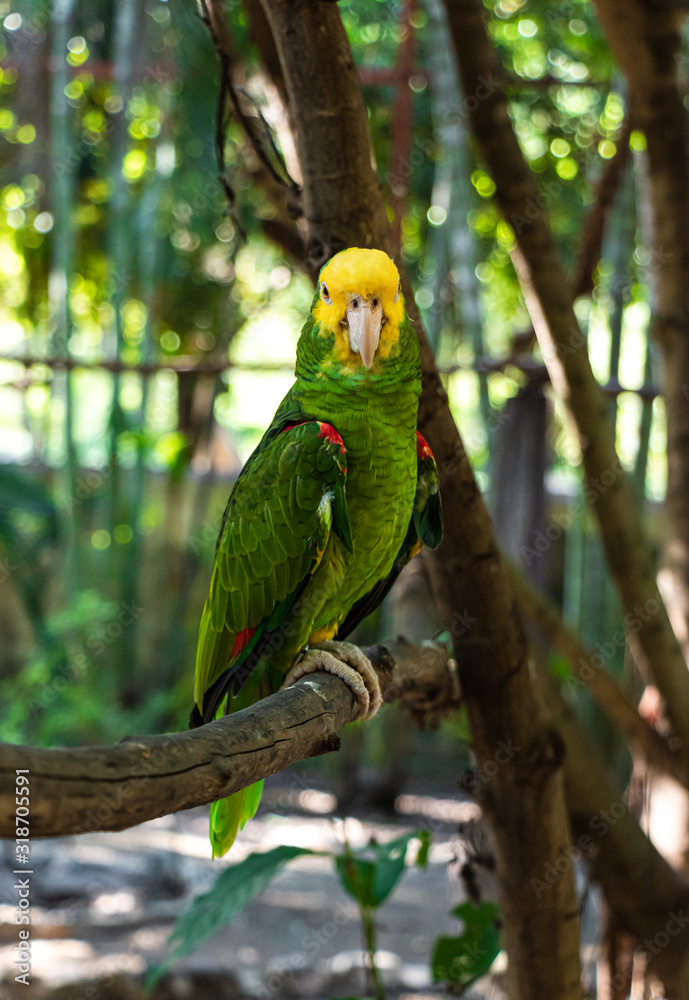 Latin American parrots, yellow head, blue head, red head, loro, loro cabeza amarilla, cotorro Latin American parrots, yellow head, blue head, red head, loro, loro cabeza amarilla, cotorro