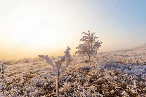 Winter landscape with rime on the tree
