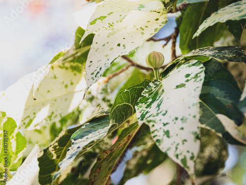 Close up on a variegated leaves and fruits of Ficus aspera 