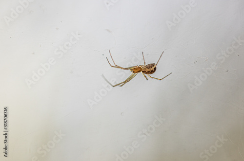 Macro image of a small spider hanging upside down in its net in the woods.