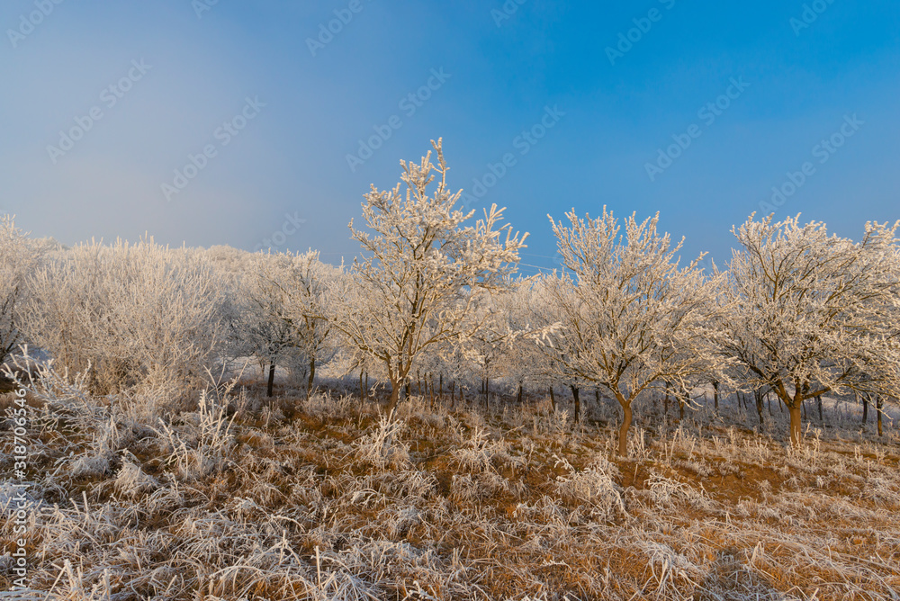 Winter landscape with rime on the tree Winter landscape with rime on the tree