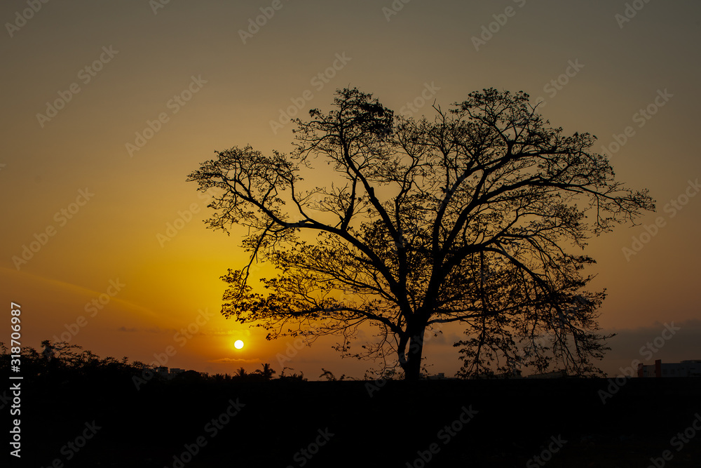 silhouette of tree during sunrise at golden hour with negative space to the left