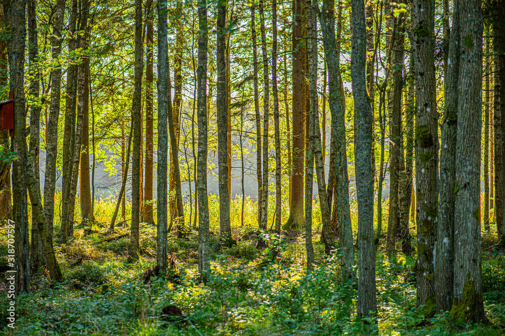 Streams of sun in between trees of a dense forest.