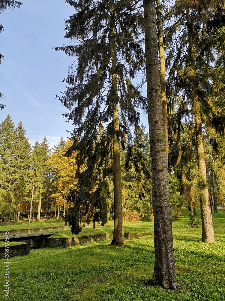 Obraz premium park cmentarny