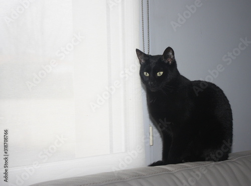 magnifique chat noir au regard félin ,portrait