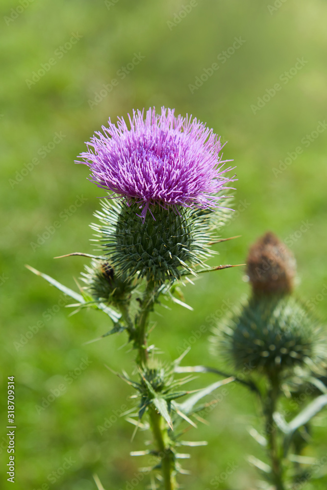 Cirsium vulgare, Spear thistle, Bull thistle, Common thistle, short lived thistle plant with spine tipped winged stems and leaves, pink purple flower heads Cirsium vulgare, Spear thistle, Bull thistle, Common thistle, short lived thistle plant with spine tipped winged stems and leaves, pink purple flower heads