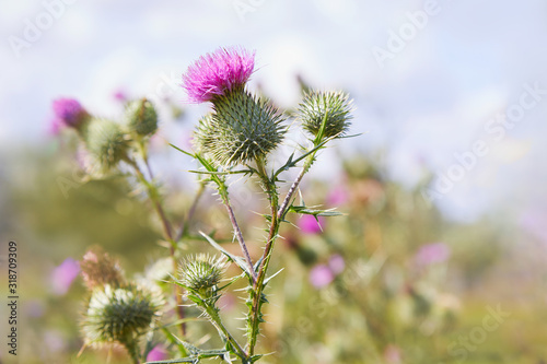 Canvas Print Cirsium vulgare, Spear thistle, Bull thistle, Common thistle, short lived thistl