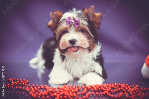 Biewer terrier puppy portrait with Christmas decorations