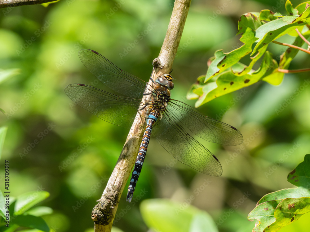 Migrant hawker dragonfly resting on a branch Migrant hawker dragonfly resting on a branch