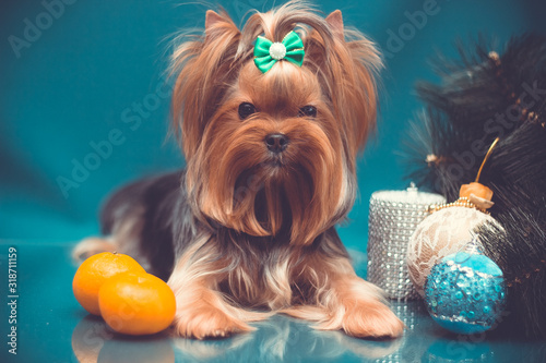 Yorkshire terrier with haircut grooming portrait on Yorkshire terrier tongue out portrait on turquiose background with tangerines and Christmas decorations