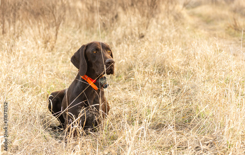 German shorthaired pointer dog sitting in field. Portreit on nature. photo