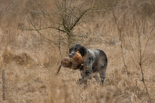 A German wirehaired pointer drahthaar with a Rooster Pheasant. Hunting process.