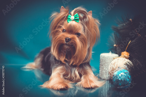 Yorkshire terrier portrait on turquiose background with Christmas decorations