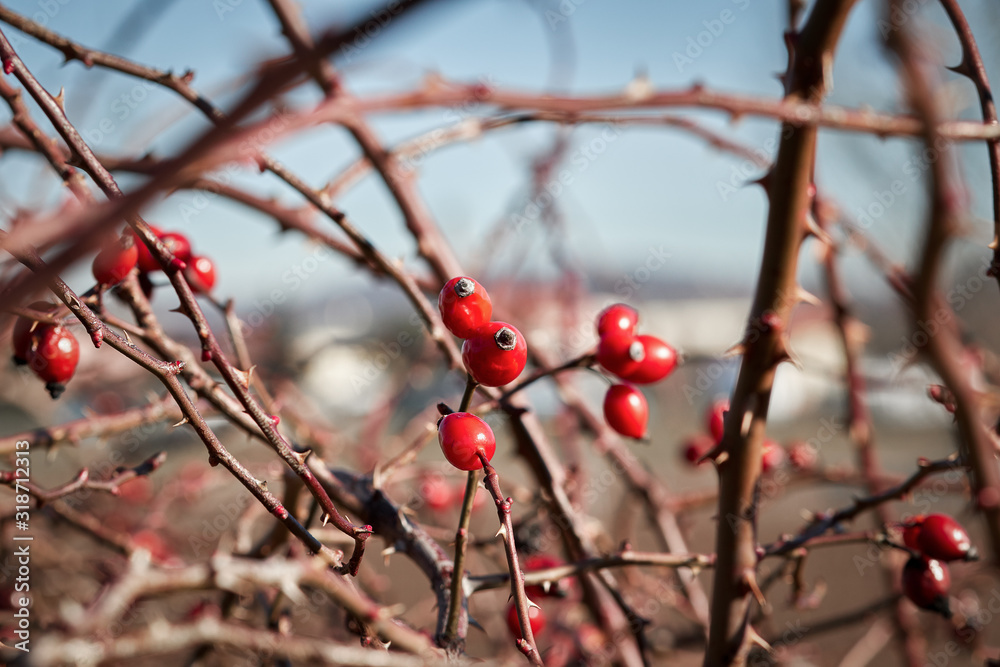 red rose hip on twigs in winter red rose hip on twigs in winter