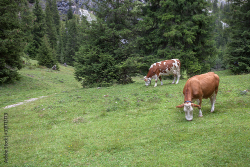 Some cows in a pasture in Val Gardena in Italy photo