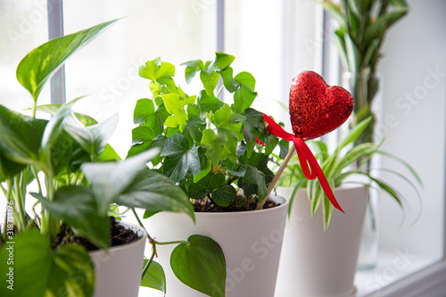 Indoor plants in white pots, ivy and Epipremnum on window. Red heart decoration  photo