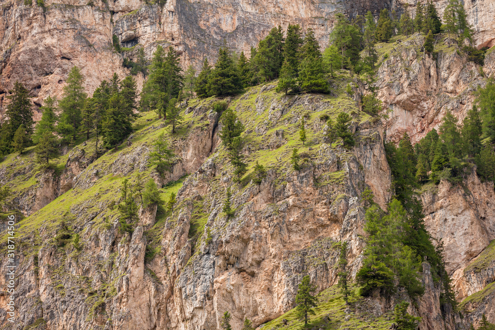 some larches on impervious mountain wall