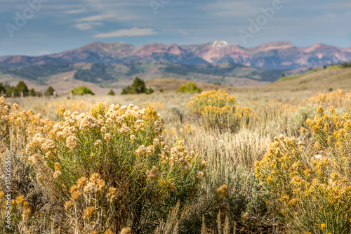 Summer meadow in Wyoming, close to Grand Teton National Park