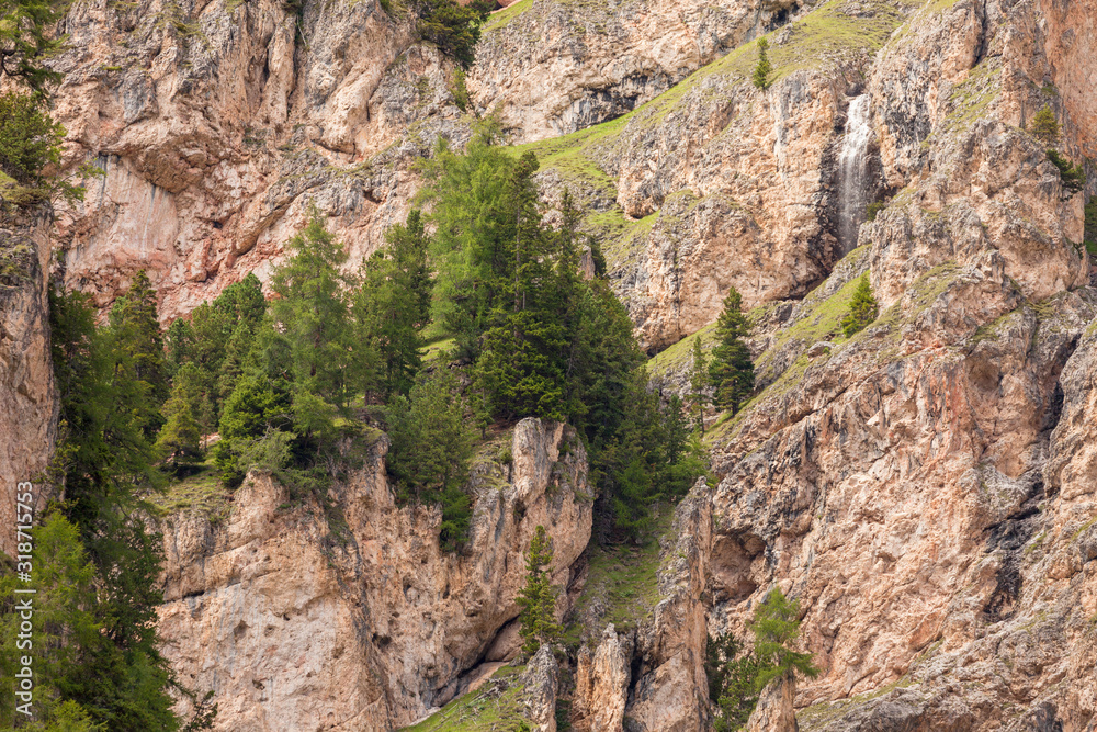 Obraz premium some larches on impervious mountain wall