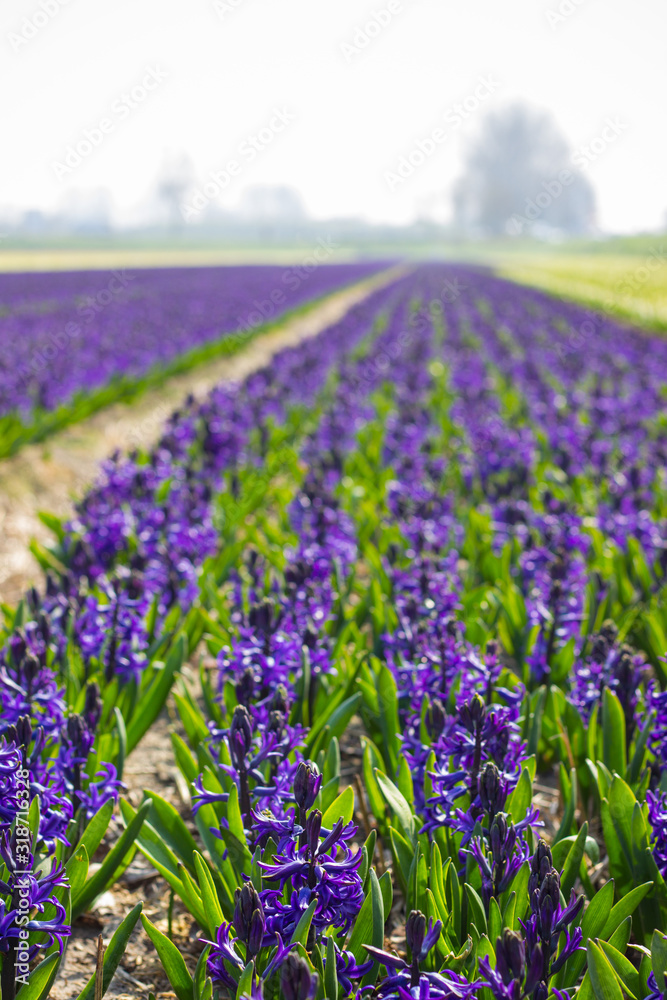 Obraz premium Spring in Holland: field of purple hyacinths