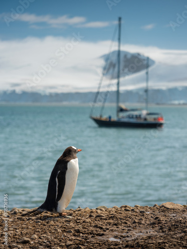 alone penguin walks by coast and watches to yacht in bay