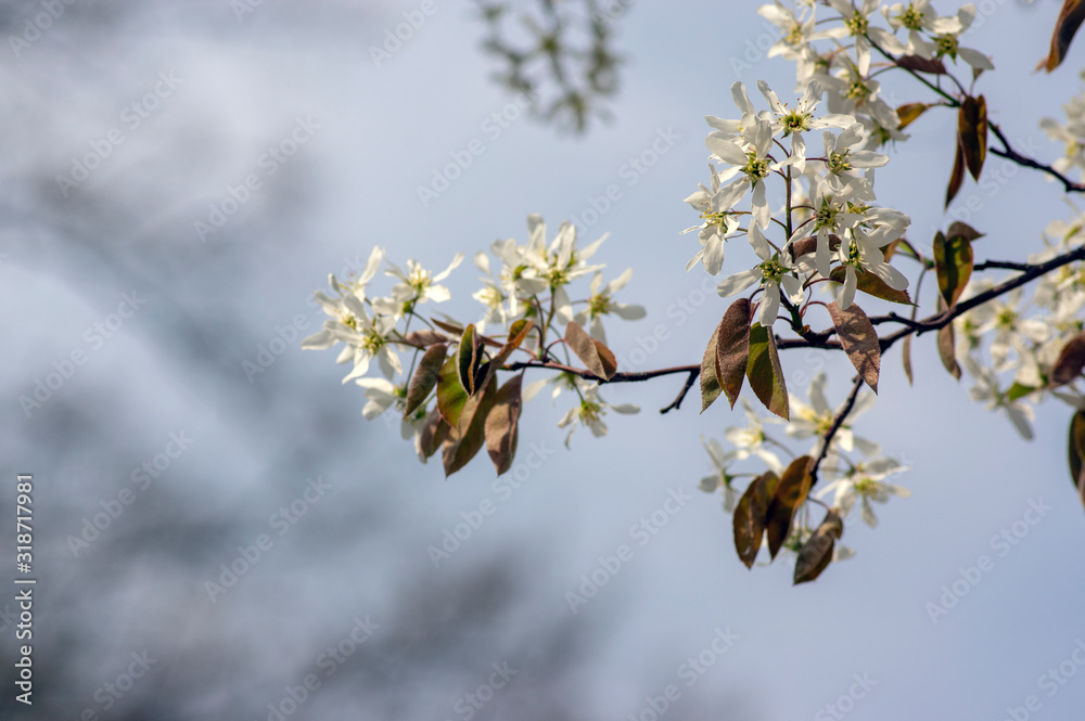 Amelanchier lamarckii deciduous flowering shrub, group of white flowers on branches in bloom Amelanchier lamarckii deciduous flowering shrub, group of white flowers on branches in bloom