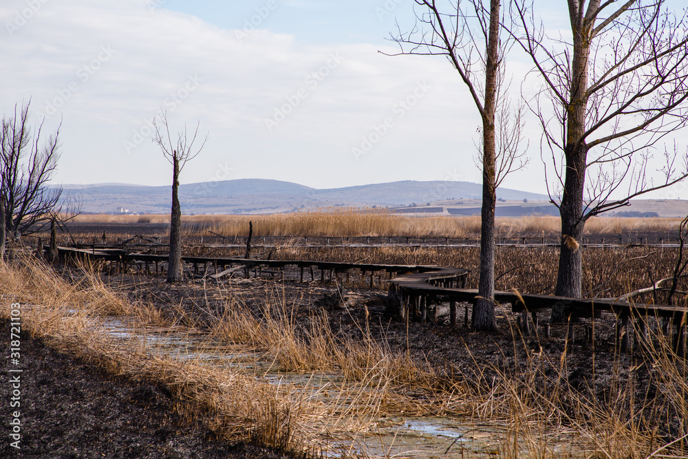 The remains in the Dragoman swamp in Bulgaria after the bush fire. Burned vegetation after fire caused  by the heat. Ecological disaster. Climate changes. Hot weather and climate changes caused fire.