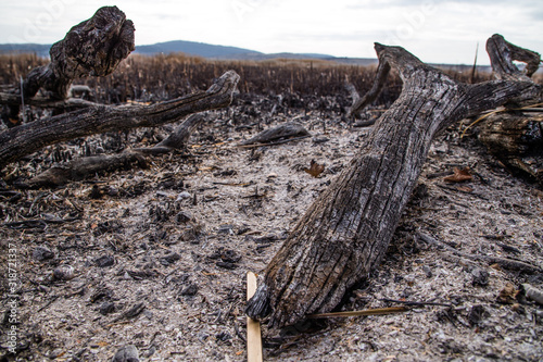 The remains in the Dragoman swamp in Bulgaria after the bush fire. Burned vegetation after fire caused by the heat. Ecological disaster. Climate changes. Hot weather and climate changes caused fire.