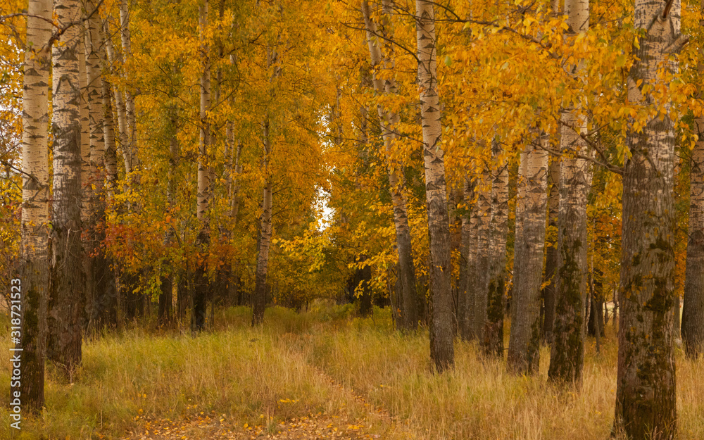 Obraz premium Jesienna dolina w centralnej Rosji niedaleko Włodzimierza. Poziomy.