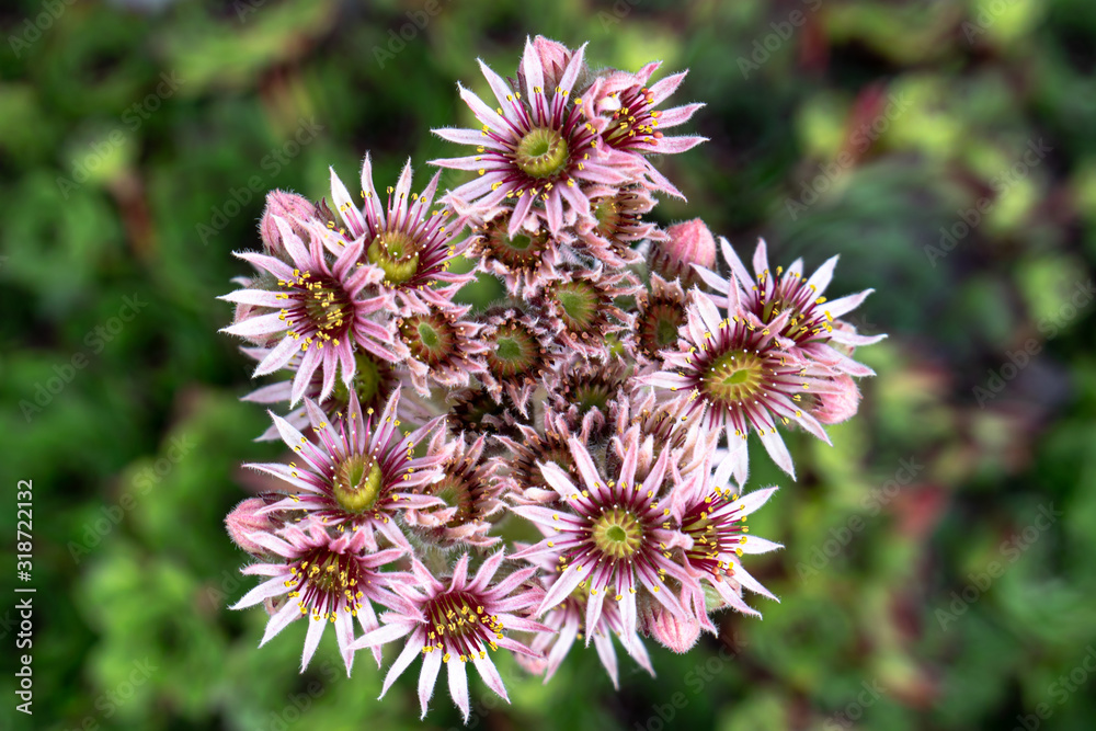 Sempervivum Tectorum in the botanical garden of Trondheim Sempervivum Tectorum in the botanical garden of Trondheim