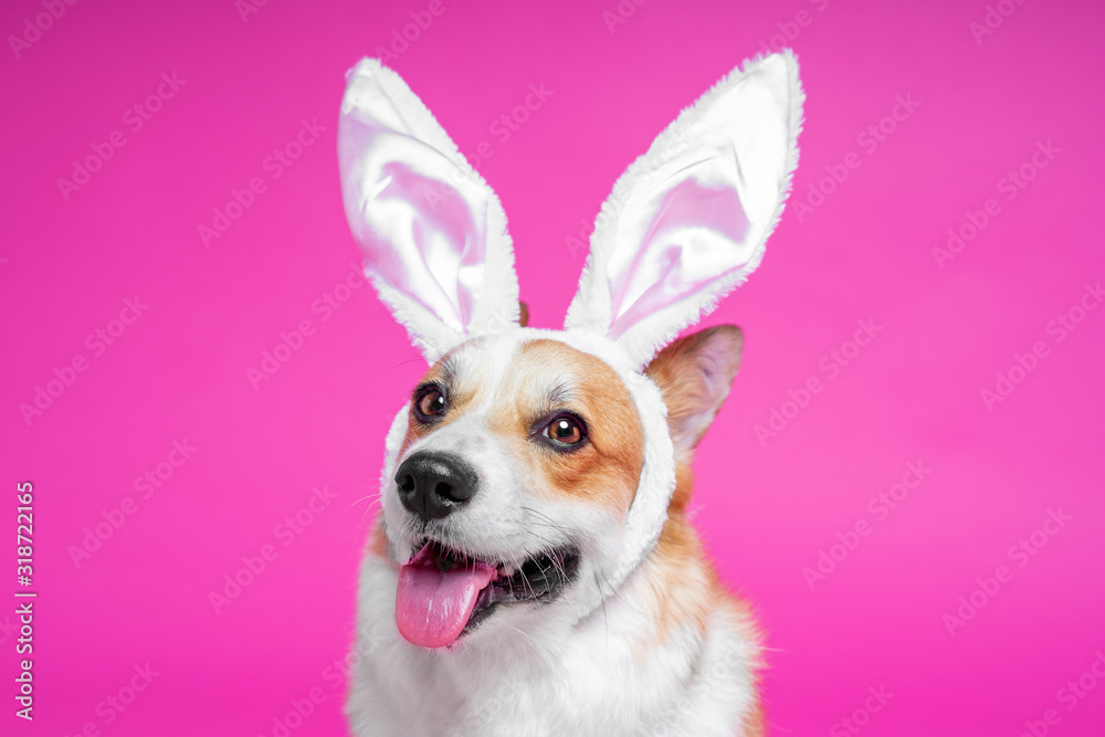 Corgi ears outlet headband