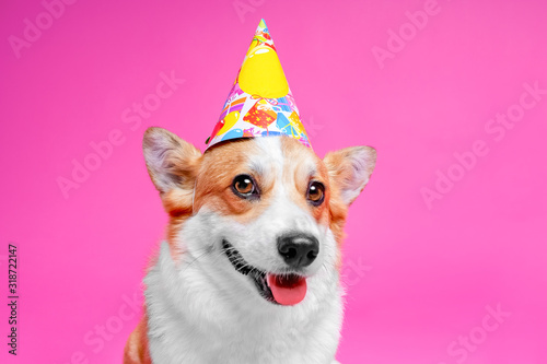 Photography Cute portrait dog pembroke welsh corgi wear cap birthday,  smiles on bright pink background