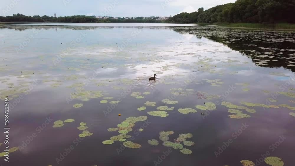 shooting from a drone following a wild duck that swims in a pond of a city park with buildings in the background. Wildlife and environmental protection concept aerial shot in 4K video. shooting from a drone following a wild duck that swims in a pond of a city park with buildings in the background. Wildlife and environmental protection concept aerial shot in 4K video.