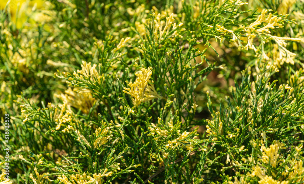 Bright variegated needles with white tips Cossack juniper (Juniperus sabina) Variegata decorates any garden. Great background for natural design Bright variegated needles with white tips Cossack juniper (Juniperus sabina) Variegata decorates any garden. Great background for natural design