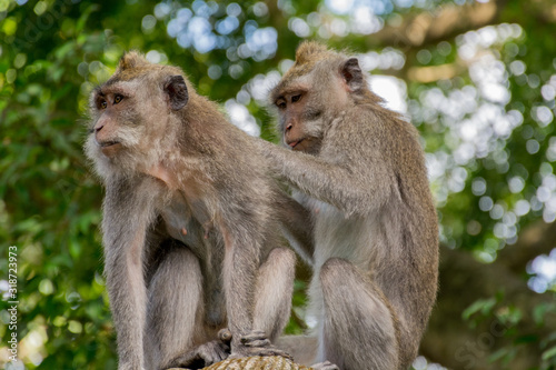 Affen entlausen sich - Ubud Monkey Forest Bali © Fabian Tober