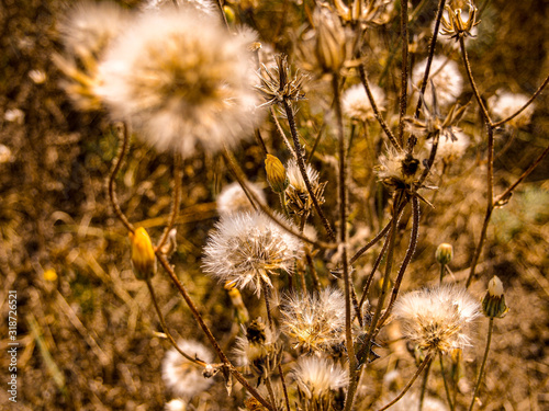 yellow flowers in the field