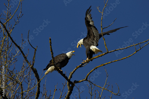 Aggressive Bald Eagles on Sauvie Island in Oregon photo