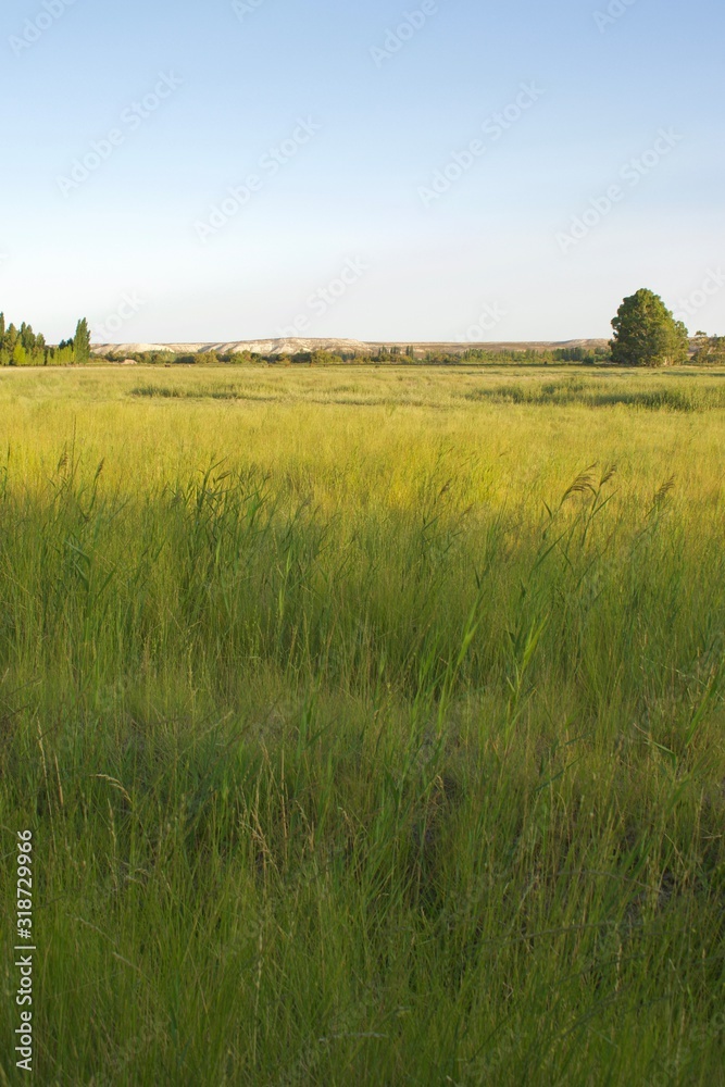 Fototapeta premium field of wheat
