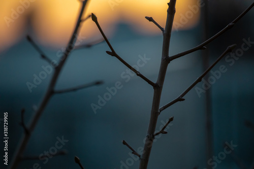 Two tree branches in urban sunset