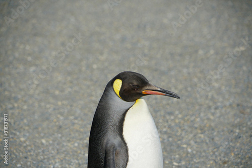 king penguin of Antartica